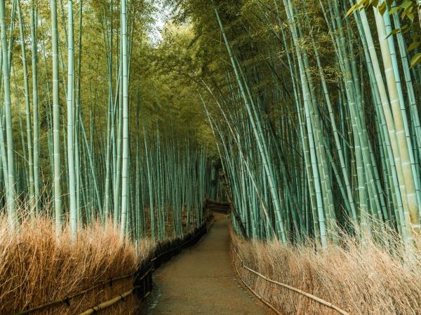 Japan guided luxury adventure vacation