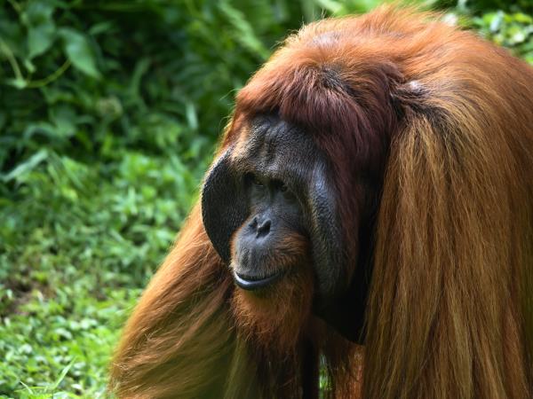 Wild Borneo vacation, private departure