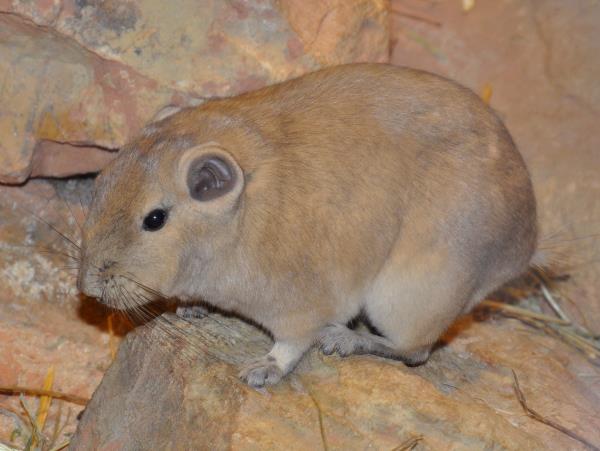 Ethiopia and Djibouti endemic wildlife tour