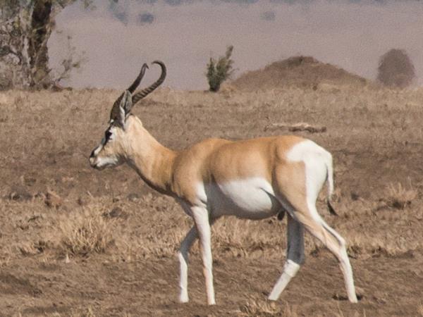 Ethiopia and Djibouti endemic wildlife tour