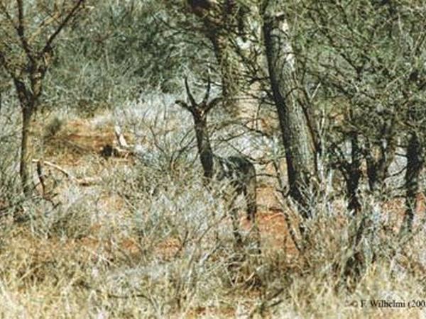 Ethiopia and Djibouti endemic wildlife tour