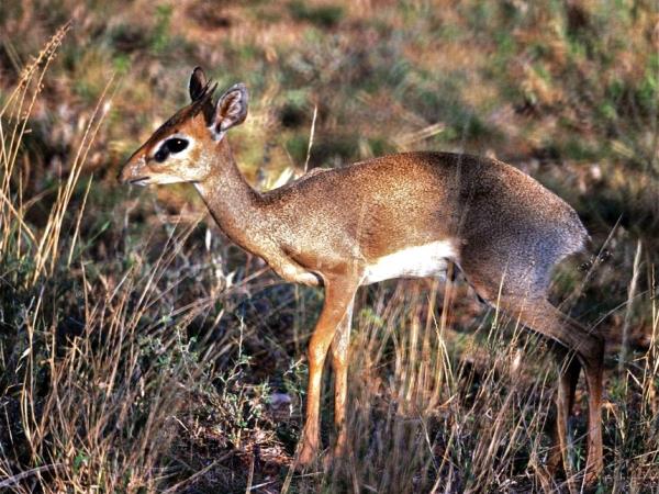 Ethiopia and Djibouti endemic wildlife tour