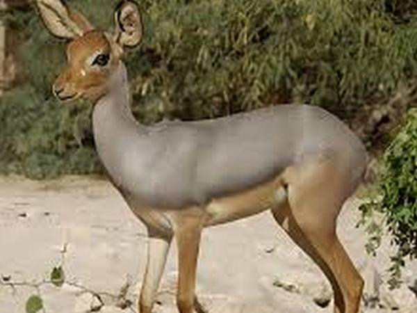 Ethiopia and Djibouti endemic wildlife tour