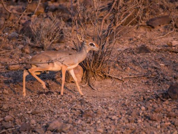 Ethiopia and Djibouti endemic wildlife tour