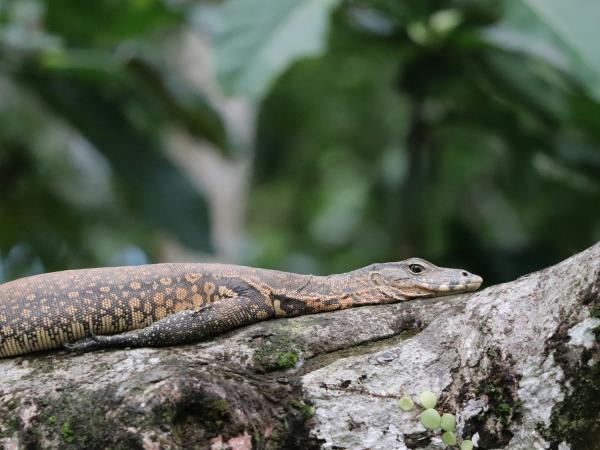 Wild Borneo vacation, private departure