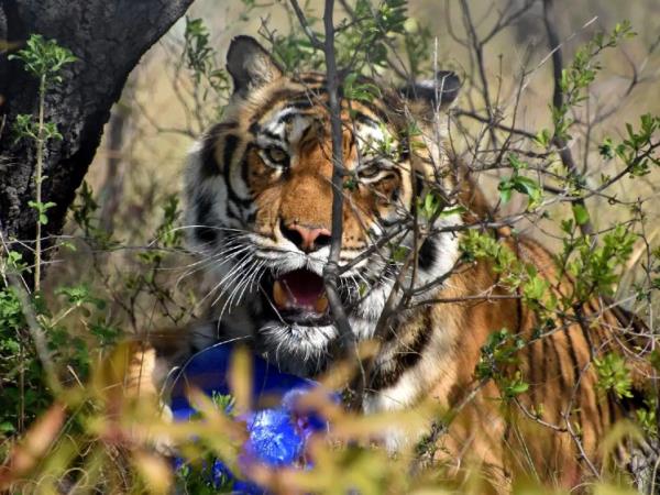 Big cat rescue vacation, South Africa