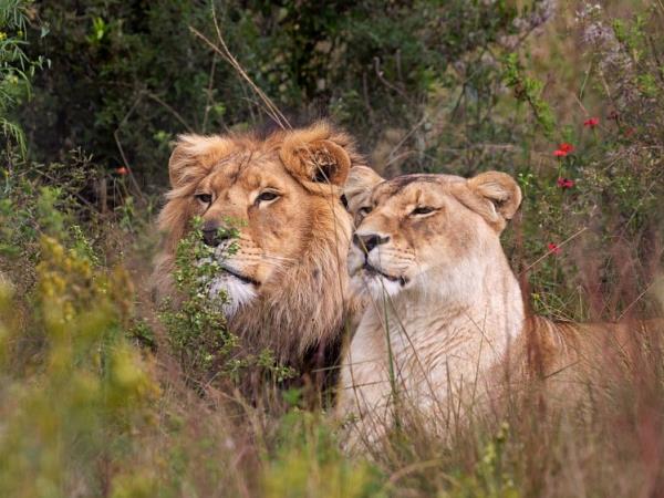 Big cat rescue vacation, South Africa