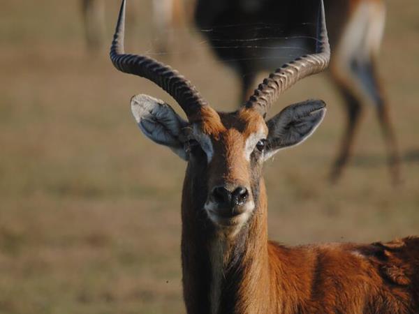 Malawi wildlife and beach vacation