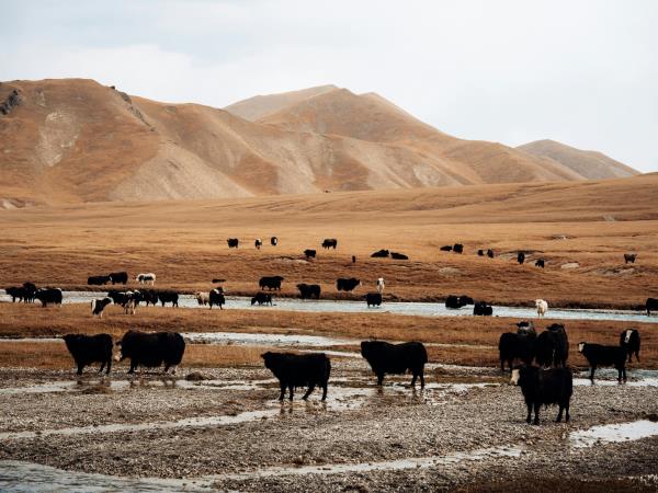 2026 World Nomad Games and Kyrgyzstan tour