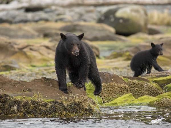 British Colombia self drive wildlife vacation
