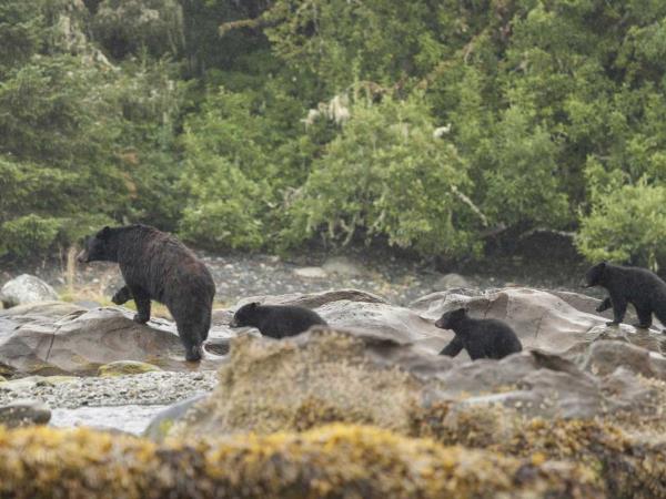 British Colombia self drive wildlife vacation