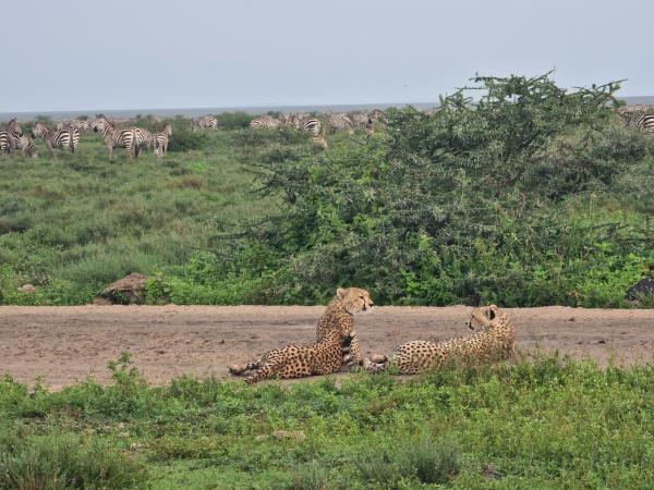 Tanzania accessible safari vacation