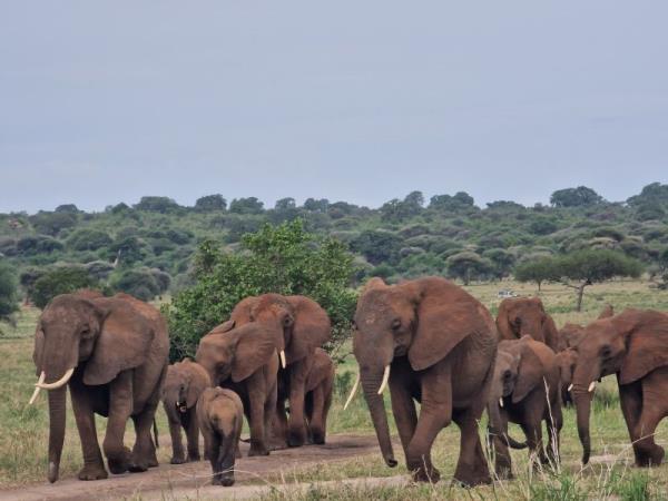 Tanzania accessible safari vacation