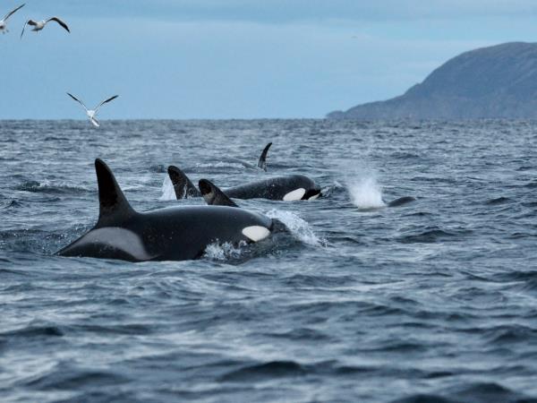 Arctic Adventure holiday, Whales, Huskies and Sami Culture