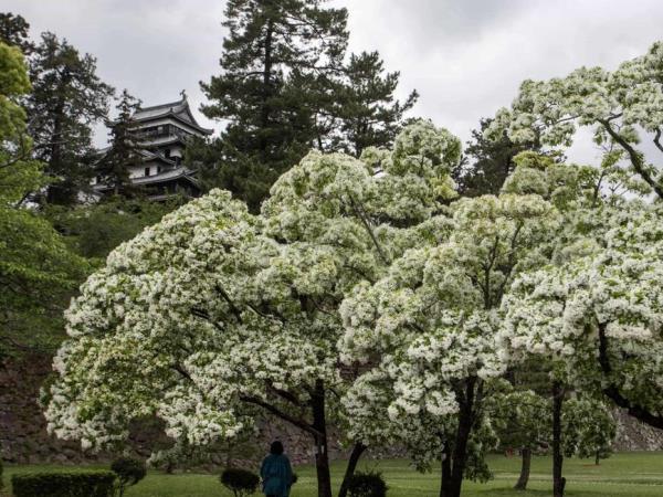 Japan springtime cruise 