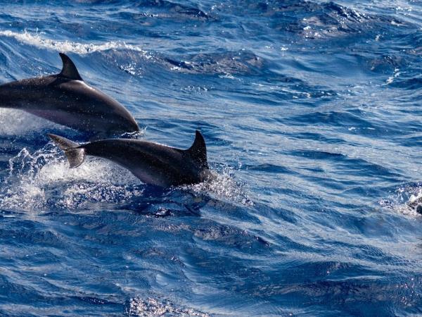 Azores walking & whale watching vacation