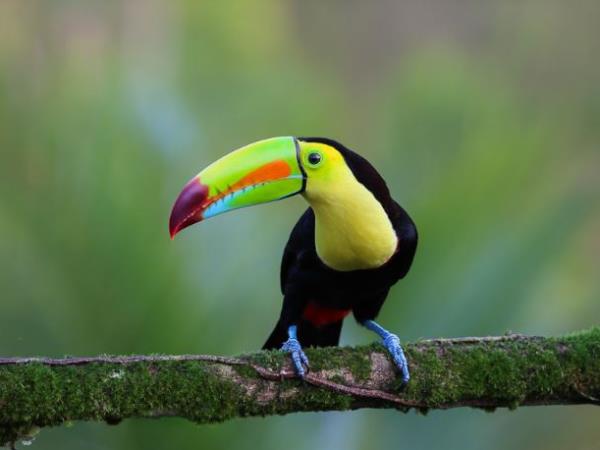 Costa Rica luxury nature vacation
