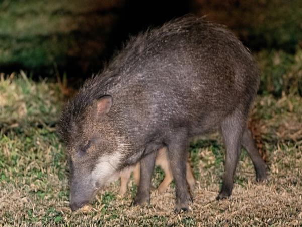 Pantanal wildlife cruises in Brazil