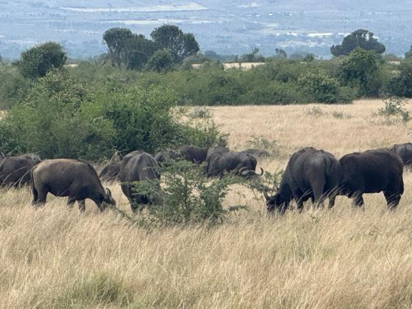 14 day Uganda safari tour