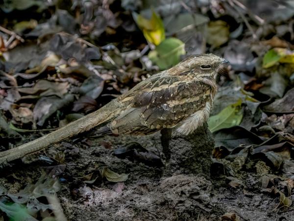 Gambia bird watching tours
