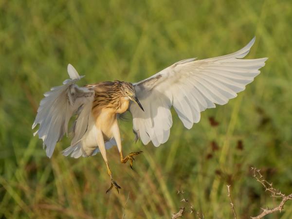 Gambia bird watching tours