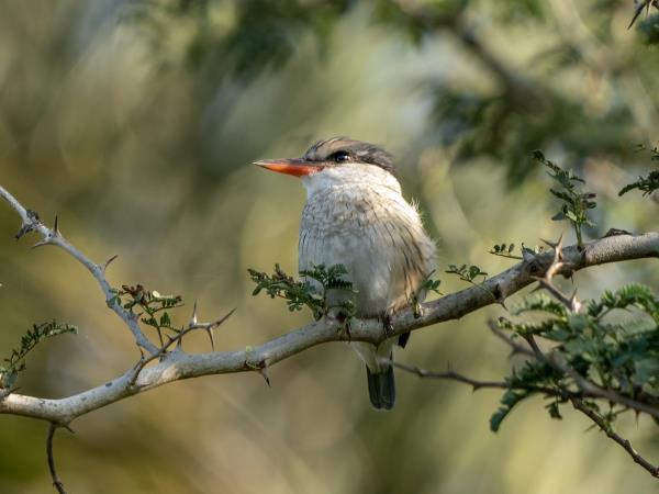 Gambia bird watching tours