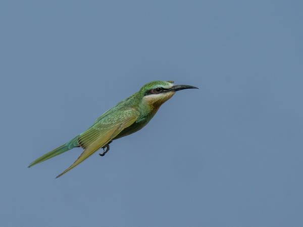 Gambia bird watching tours