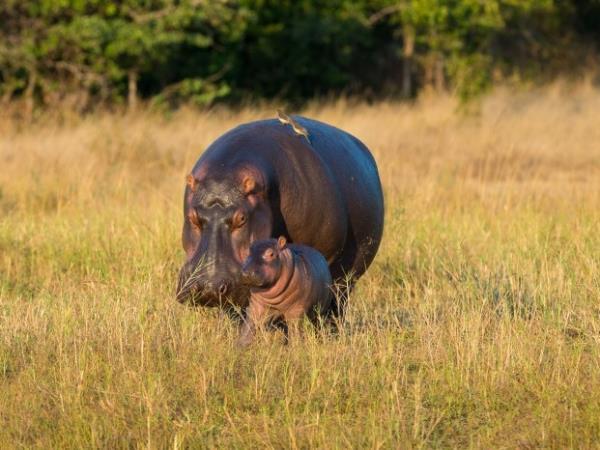 Zambia and Malawi Livingstone Trail vacation