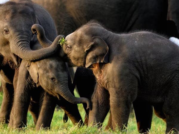 Sri Lanka luxury adventure vacation