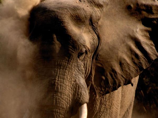 Kenya luxury fly-in Safari 