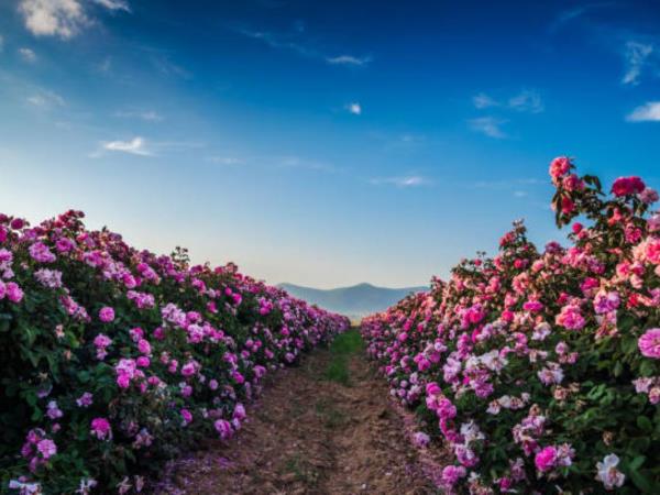 Bulgaria in bloom, lavender and roses holiday