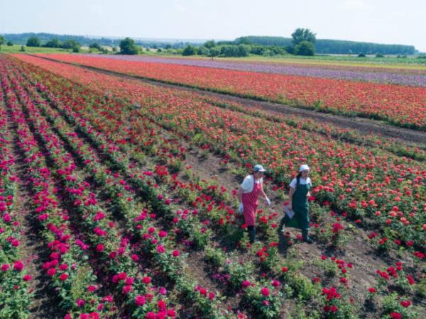 Bulgaria in bloom, lavender and roses holiday
