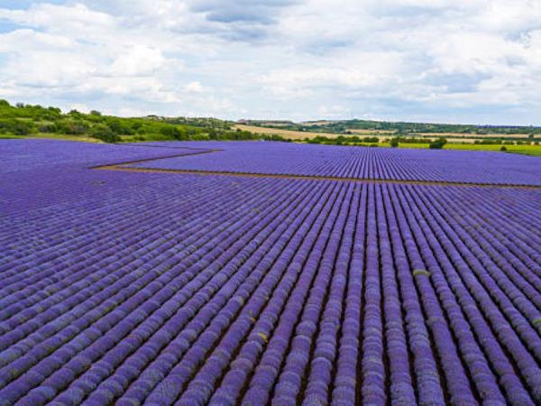 Bulgaria in bloom, lavender and roses holiday