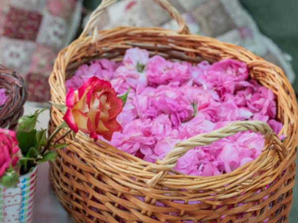 Bulgaria in bloom, lavender and roses holiday