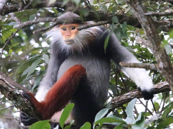 Vietnam rare primates tour