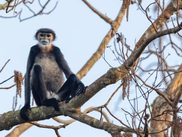 Vietnam rare primates tour