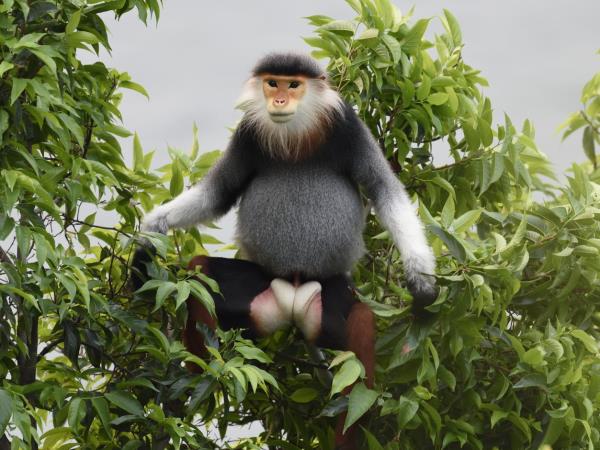Vietnam rare primates tour