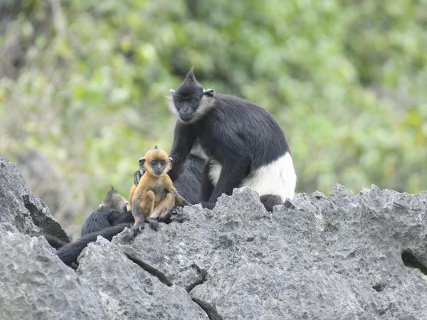 Vietnam rare primates tour
