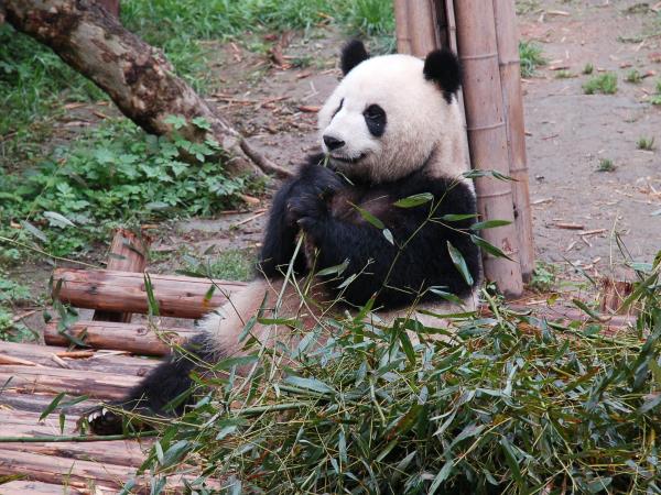 Panda volunteering holiday in China