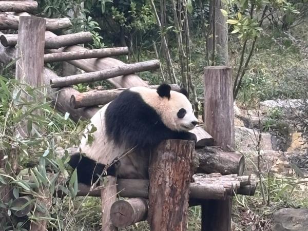 Panda volunteering holiday in China