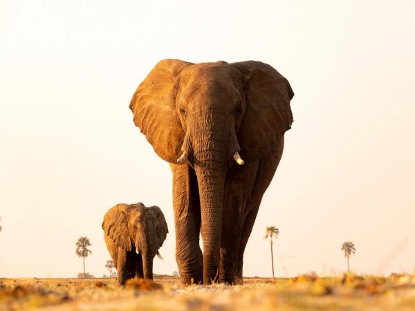 Zimbabwe authentic walking Safari