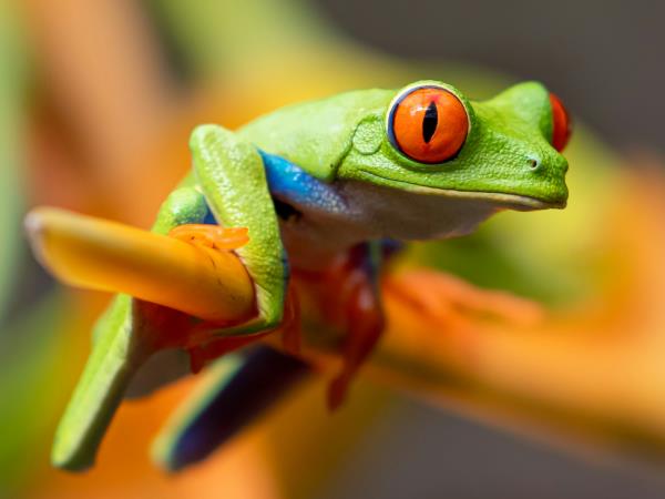 Panama and Costa Rica slow travel vacation