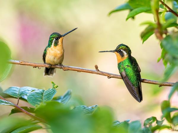Panama and Costa Rica slow travel vacation