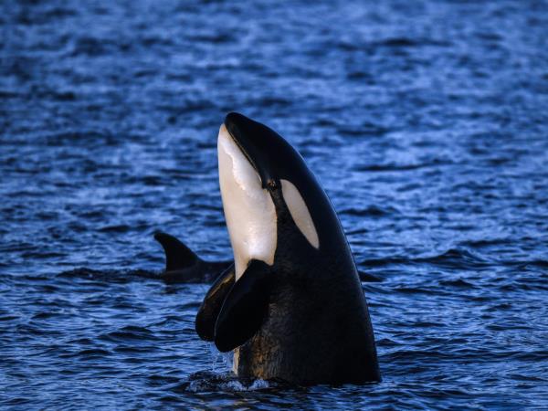Swimming with whales vacation in Norway