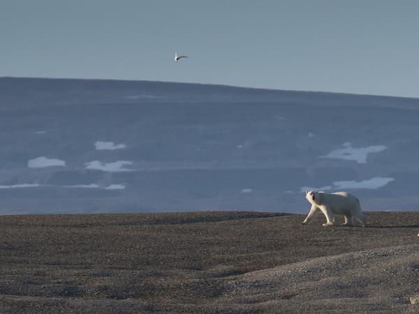 Svalbard summer sailing vacation
