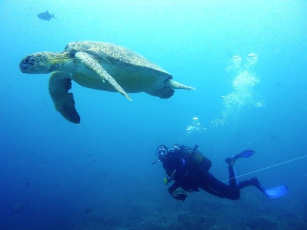 South Africa marine conservation diving vacation