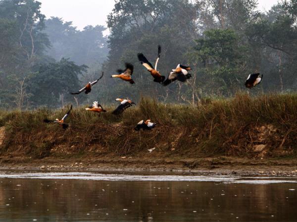 Nepal wildlife safari and rafting vacation