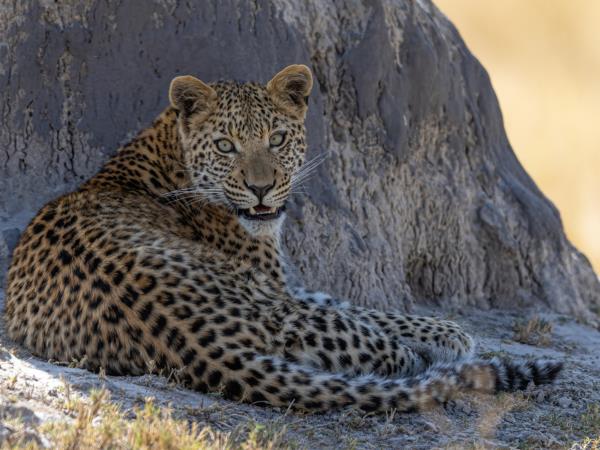 Okavango Delta exclusive group vacation