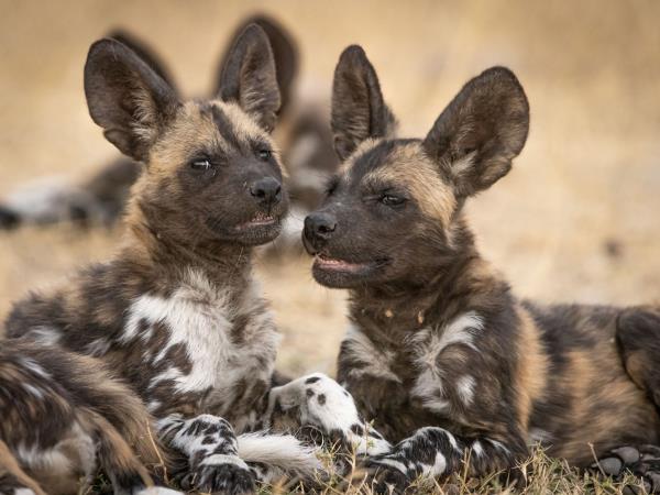 Okavango Delta exclusive group vacation
