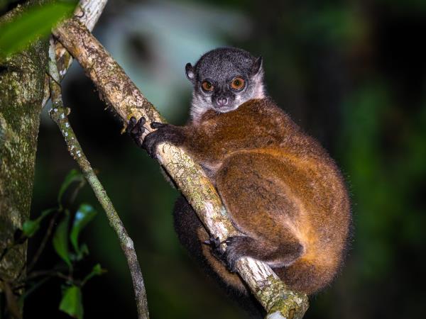 Masoala Peninsula wildlife vacation, Madagascar